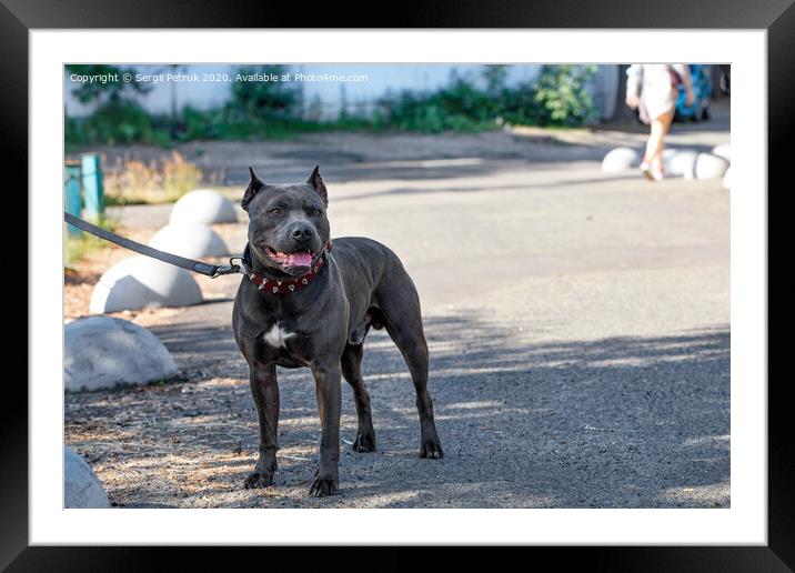 Portrait of a black Staffordshire bull terrier with a red collar on a city street. Framed Mounted Print by Sergii Petruk