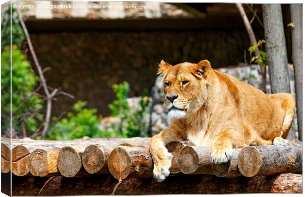 The lioness is resting on a platform made of wooden logs. Canvas Print by Sergii Petruk