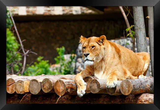 The lioness is resting on a platform made of wooden logs. Framed Print by Sergii Petruk