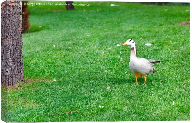 Bar-headed geese Anser indicus grazes on a green lawn among tall trees in a summer park. Canvas Print by Sergii Petruk