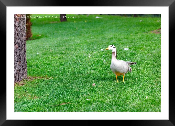 Bar-headed geese Anser indicus grazes on a green lawn among tall trees in a summer park. Framed Mounted Print by Sergii Petruk