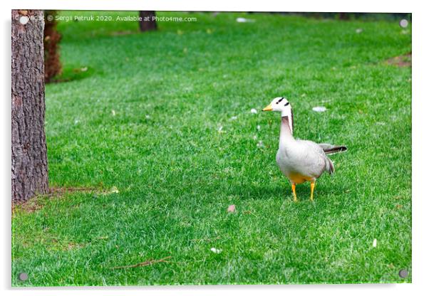 Bar-headed geese Anser indicus grazes on a green lawn among tall trees in a summer park. Acrylic by Sergii Petruk