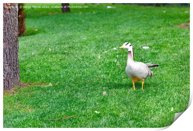 Bar-headed geese Anser indicus grazes on a green lawn among tall trees in a summer park. Print by Sergii Petruk