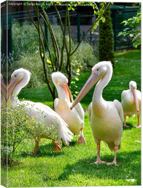 A flock of white pelicans resting on a green lawn in the sunlight. Canvas Print by Sergii Petruk