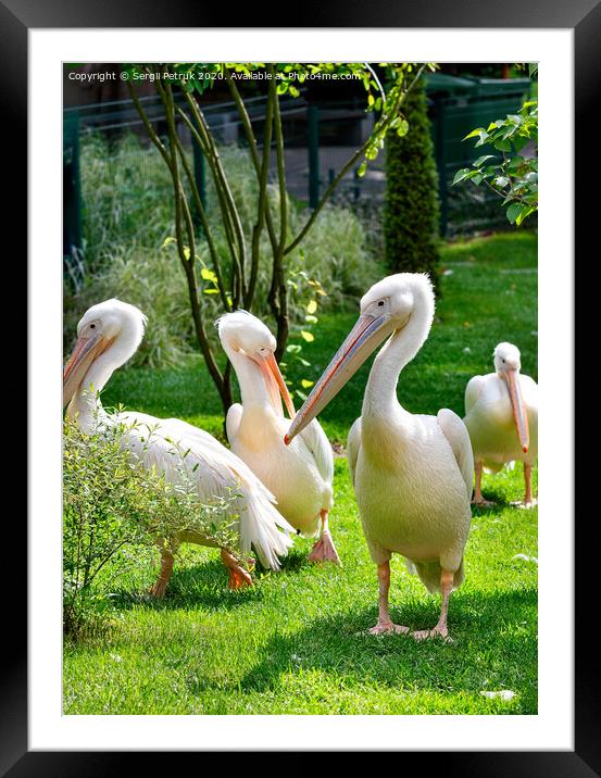A flock of white pelicans resting on a green lawn in the sunlight. Framed Mounted Print by Sergii Petruk