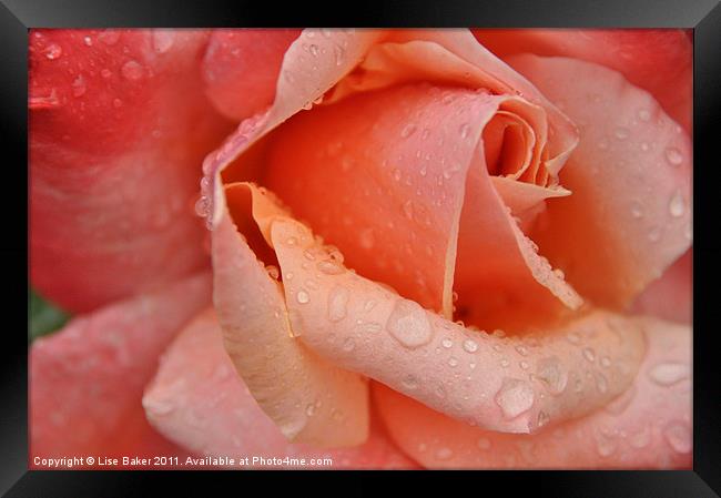 Pink Rose Framed Print by Lise Baker