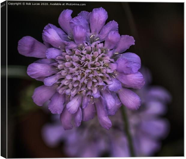 Violet coloured Scabiosa Africana Canvas Print by Rob Lucas