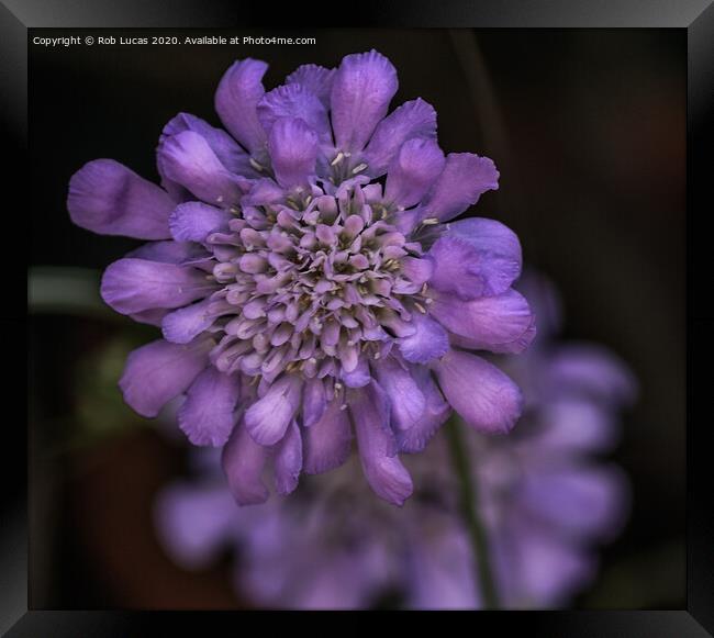 Violet coloured Scabiosa Africana Framed Print by Rob Lucas