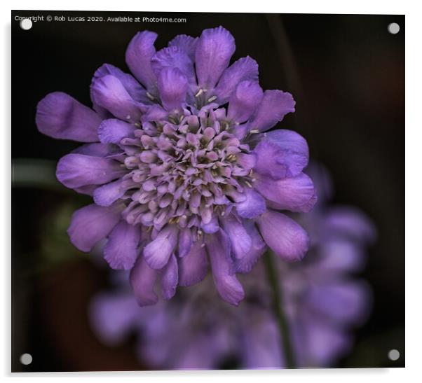 Violet coloured Scabiosa Africana Acrylic by Rob Lucas