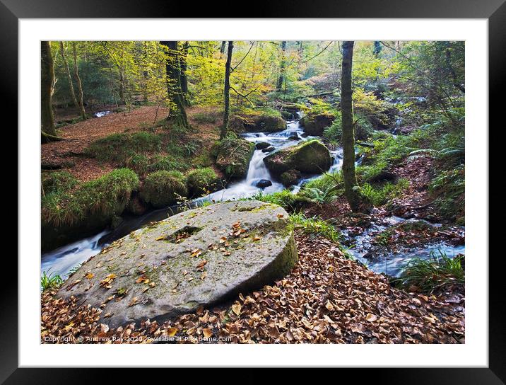 Autumn at Kennall Vale Framed Mounted Print by Andrew Ray