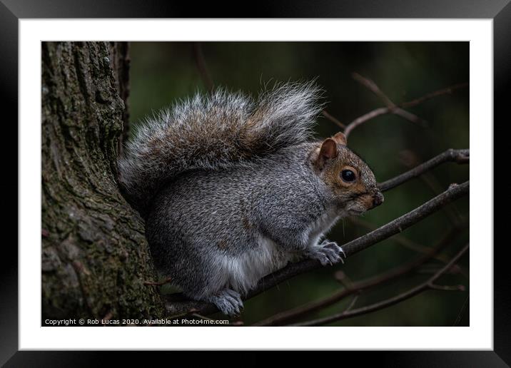 Squirrel in a tree Framed Mounted Print by Rob Lucas