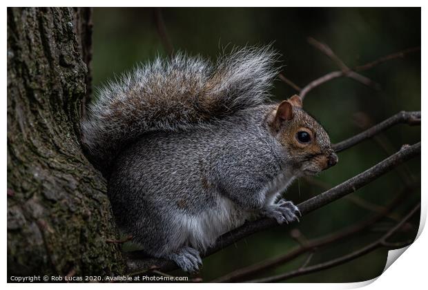 Squirrel in a tree Print by Rob Lucas