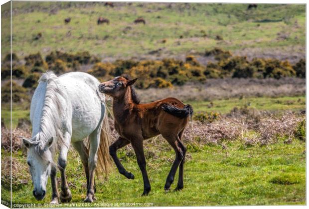 Mother Pony and Foal, New Forest National Park Canvas Print by Stephen Munn