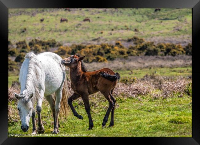 Mother Pony and Foal, New Forest National Park Framed Print by Stephen Munn