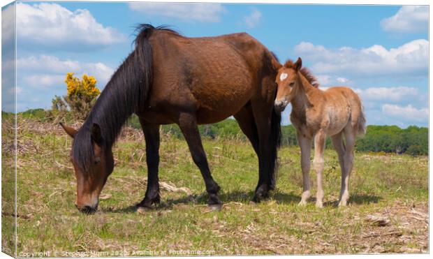 Brown Pony and Foal, New Forest National Park Canvas Print by Stephen Munn