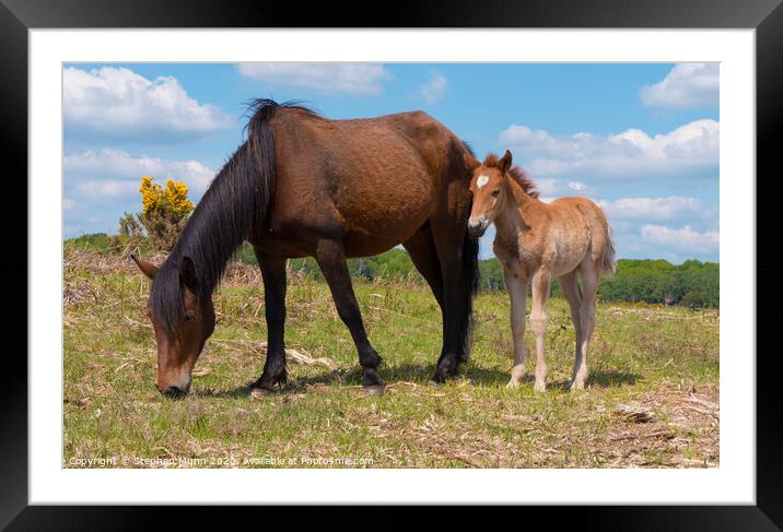 Brown Pony and Foal, New Forest National Park Framed Mounted Print by Stephen Munn
