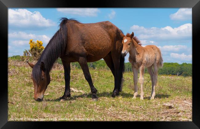 Brown Pony and Foal, New Forest National Park Framed Print by Stephen Munn