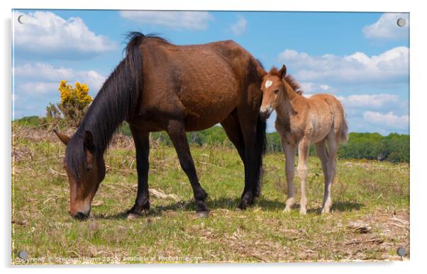 Brown Pony and Foal, New Forest National Park Acrylic by Stephen Munn