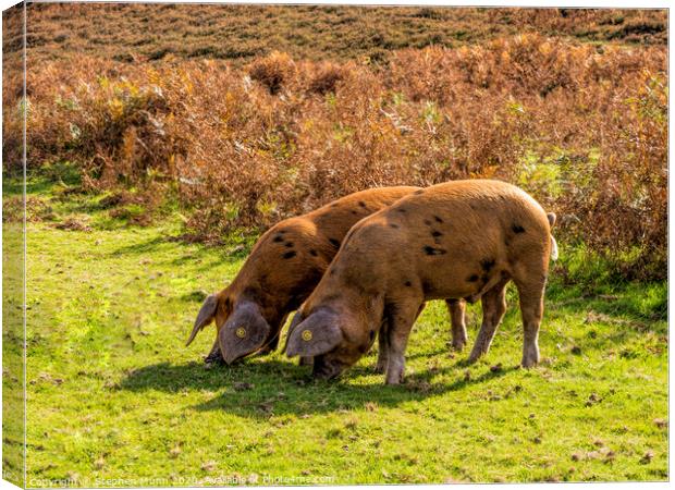 Brown Pannage Pigs , New Forest National Park Canvas Print by Stephen Munn