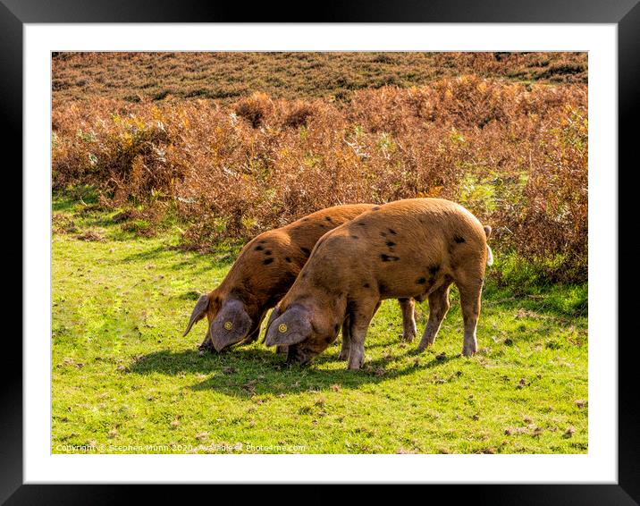 Brown Pannage Pigs , New Forest National Park Framed Mounted Print by Stephen Munn