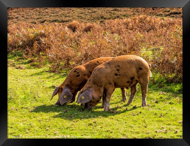 Brown Pannage Pigs , New Forest National Park Framed Print by Stephen Munn