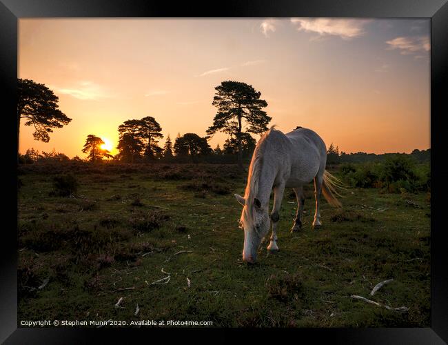 New Forest Pony at Rockford Common at dawn Framed Print by Stephen Munn