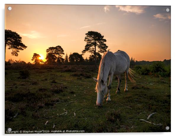 New Forest Pony at Rockford Common at dawn Acrylic by Stephen Munn