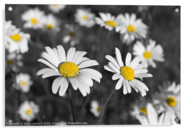 Patch of shasta daisies in Black and white color pop Acrylic by Rhys Leonard