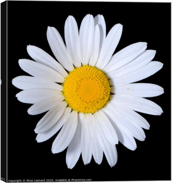 A single shasta daisy flower on a pure black backg Canvas Print by Rhys Leonard