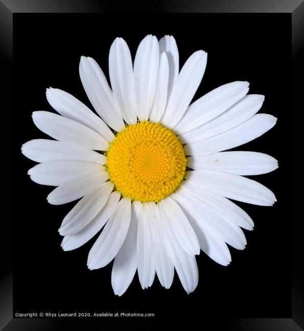 A single shasta daisy flower on a pure black backg Framed Print by Rhys Leonard