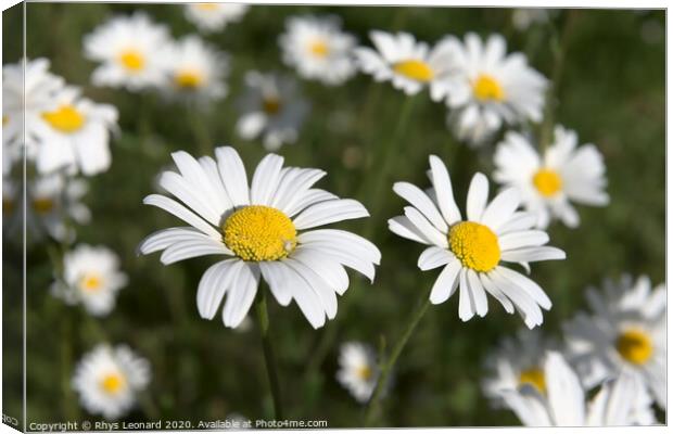 Patch of shasta daisies and a little white spider. Canvas Print by Rhys Leonard
