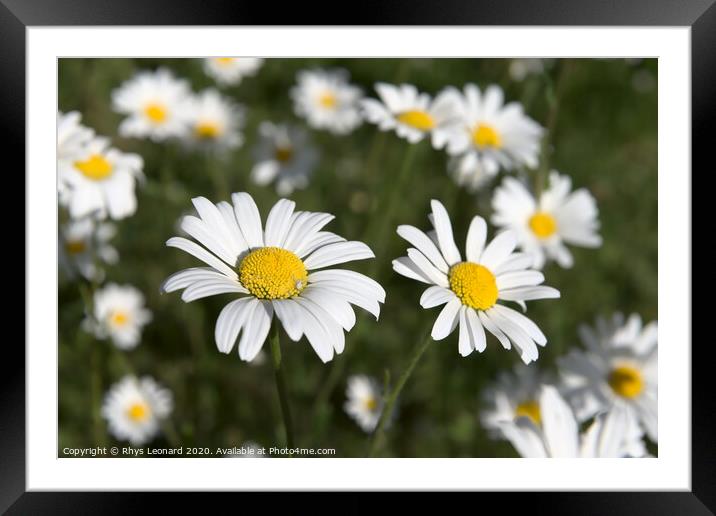 Patch of shasta daisies and a little white spider. Framed Mounted Print by Rhys Leonard