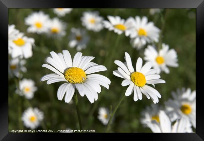 Patch of shasta daisies and a little white spider. Framed Print by Rhys Leonard