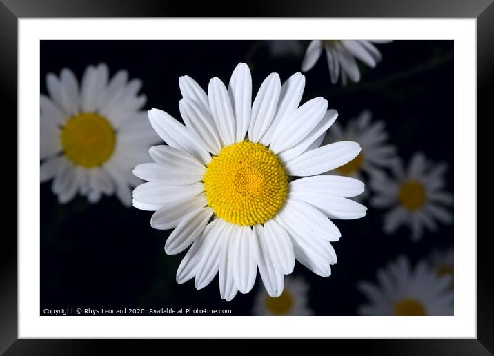 Group of shasta daisies on a dark background Framed Mounted Print by Rhys Leonard