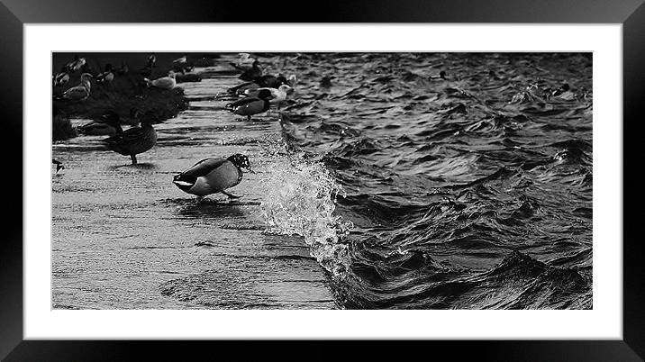 Like a duck to water Framed Mounted Print by Sean Wareing
