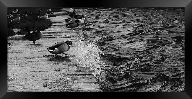 Like a duck to water Framed Print by Sean Wareing