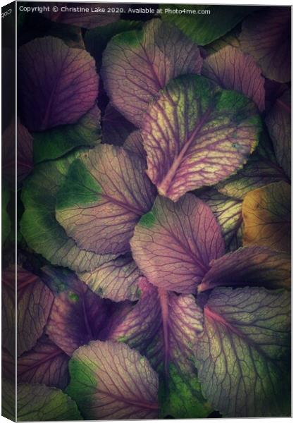 Natures Colours Canvas Print by Christine Lake
