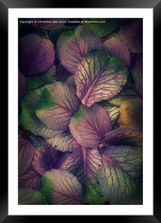 Natures Colours Framed Mounted Print by Christine Lake