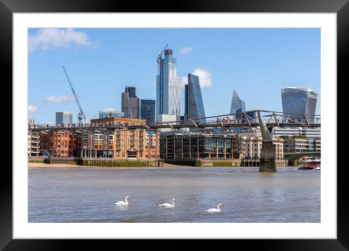 Swans on the River Thames and London Skyline Framed Mounted Print by Dave Wood