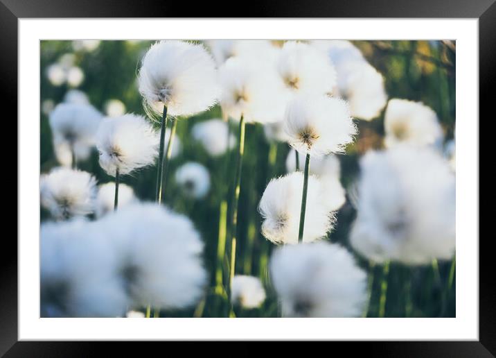 Swamp  cotton grass Eriophorum in the wind, flora of the Far Nor Framed Mounted Print by Tartalja 