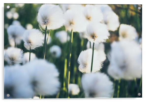 Swamp  cotton grass Eriophorum in the wind, flora of the Far Nor Acrylic by Tartalja 