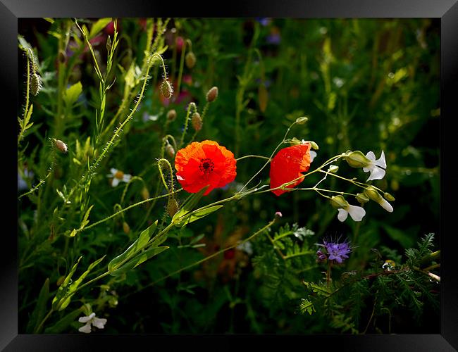 As Nature Intended Framed Print by Louise Godwin