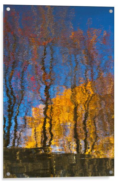 Autumn trees reflected on water Acrylic by Tartalja 