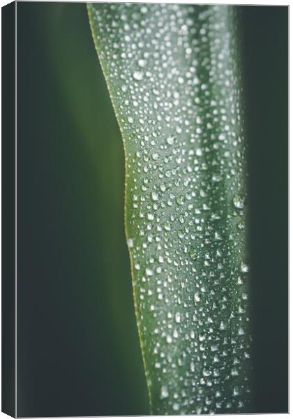 Yucca palm leaf covered with water drops, natural background, se Canvas Print by Tartalja 