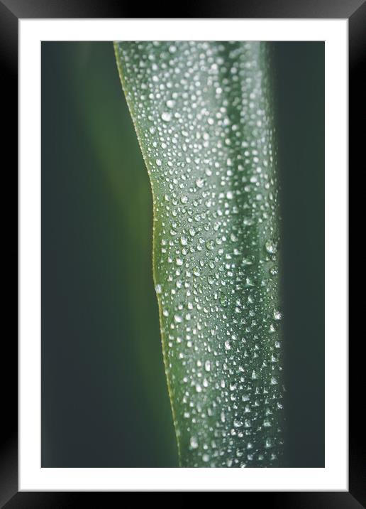 Yucca palm leaf covered with water drops, natural background, se Framed Mounted Print by Tartalja 