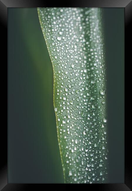 Yucca palm leaf covered with water drops, natural background, se Framed Print by Tartalja 