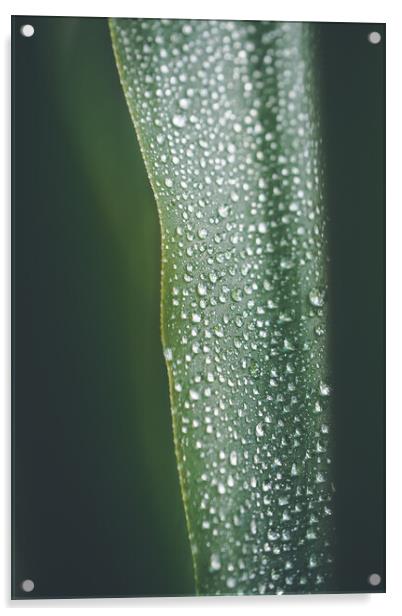 Yucca palm leaf covered with water drops, natural background, se Acrylic by Tartalja 
