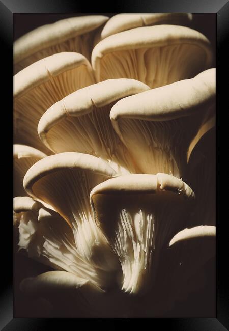 Oyster mushrooms on a dark background, fresh food ingredient Framed Print by Tartalja 