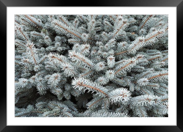 Blue spruce branch close-up, natura new year background Framed Mounted Print by Tartalja 