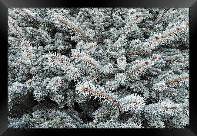 Blue spruce branch close-up, natura new year background Framed Print by Tartalja 